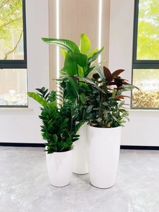 体验宁波奉化盆景租赁设计，增添生活绿意！